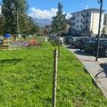 piante vandalizzate viale galilei